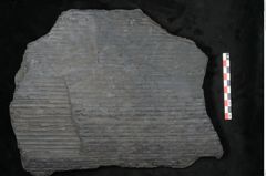 Foto (Detailansicht) von Sigillaria subrotunda Brongniart (NHMW-GEO-2024-0188-11044)